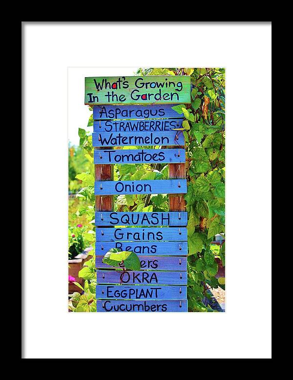Garden Framed Print featuring the photograph What's Growing In The Garden by Cynthia Guinn