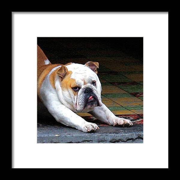 Dog Bulldog Funny Pose Framed Print featuring the painting What's it to you by Dorsey Northrup