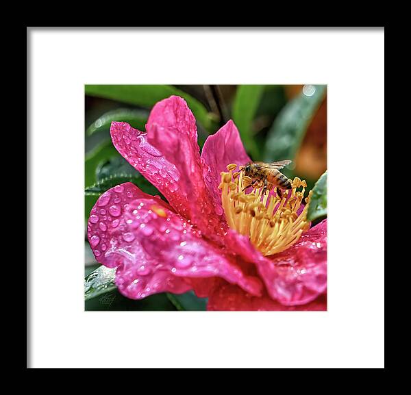 Camellia Framed Print featuring the photograph What's the Buzz? by Michael Frank