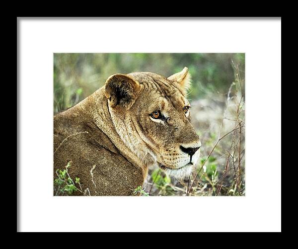 Africa Framed Print featuring the photograph Where's the food ? by Stefan Knauer