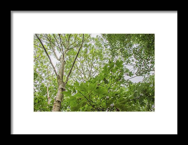 Whetstone Stray Trees Framed Print featuring the photograph Whetstone Stray Trees Fall 20 by Edmund Peston