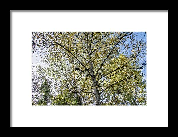 Whetstone Stray Framed Print featuring the photograph Whetstone Stray Trees Fall 7 by Edmund Peston