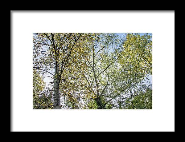 Whetstone Stray Framed Print featuring the photograph Whetstone Stray Trees Fall 8 by Edmund Peston