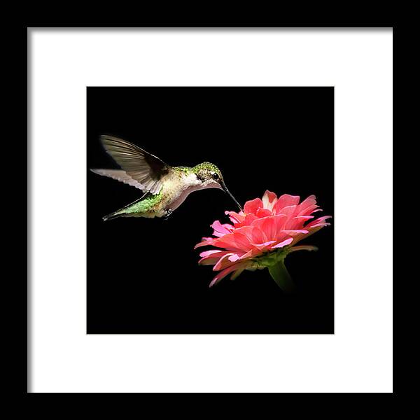Hummingbirds Framed Print featuring the photograph Whispering Hummingbird Square by Christina Rollo