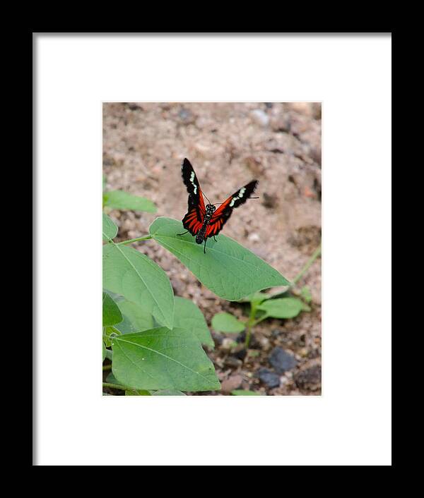 Heliconius-melpomene Framed Print featuring the photograph Whispering of butterfly wings 10 by Jaroslav Buna