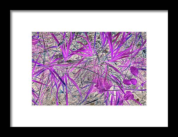 Pink Framed Print featuring the photograph Whisps of Fuchsia by Missy Joy