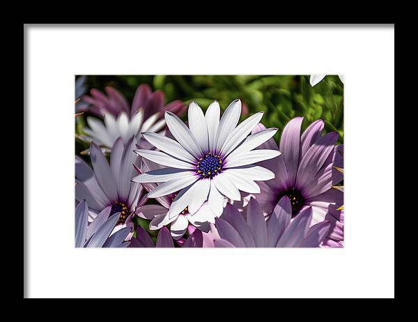 Dimorphotheca Framed Print featuring the photograph White African Daisy - Dimorphotheca Ecklonis by Luis GA - Lugamor