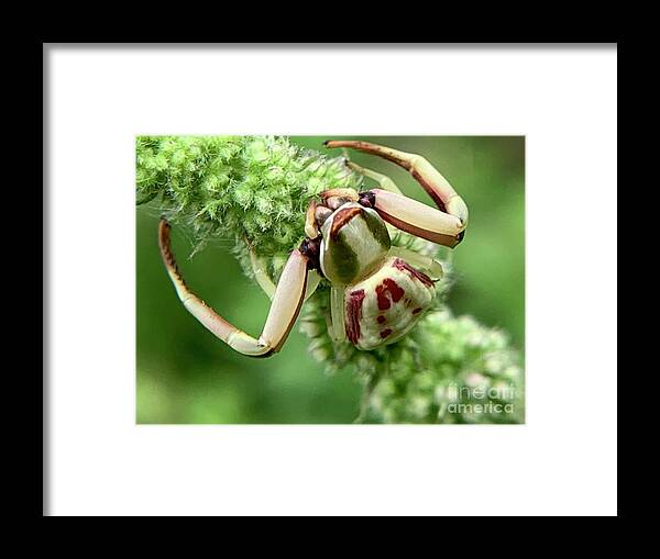 Spider Framed Print featuring the photograph White Banded Crab Spider by Catherine Wilson