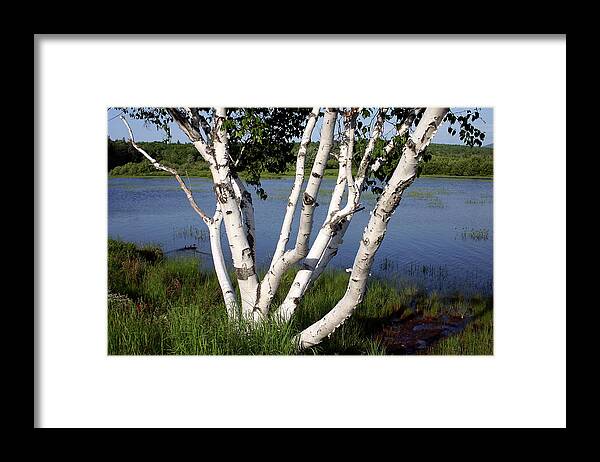 Birch Framed Print featuring the photograph White Birch in Milan by Wayne King