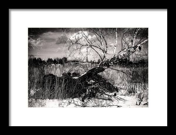 Black And White Photography Framed Print featuring the photograph White Birch Or Desire to Live by Aleksandrs Drozdovs