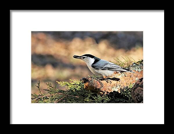Nature Framed Print featuring the photograph White-breasted Nuthatch with Seed by Sheila Brown
