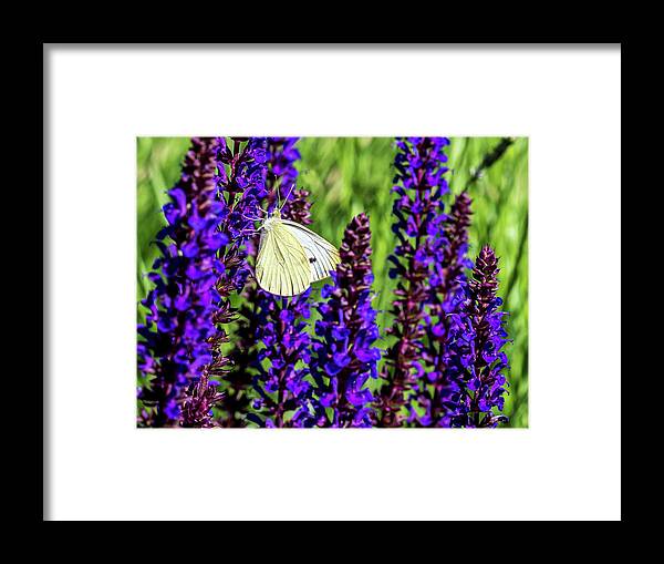 Flowers Framed Print featuring the photograph White Butterfly by Louis Dallara