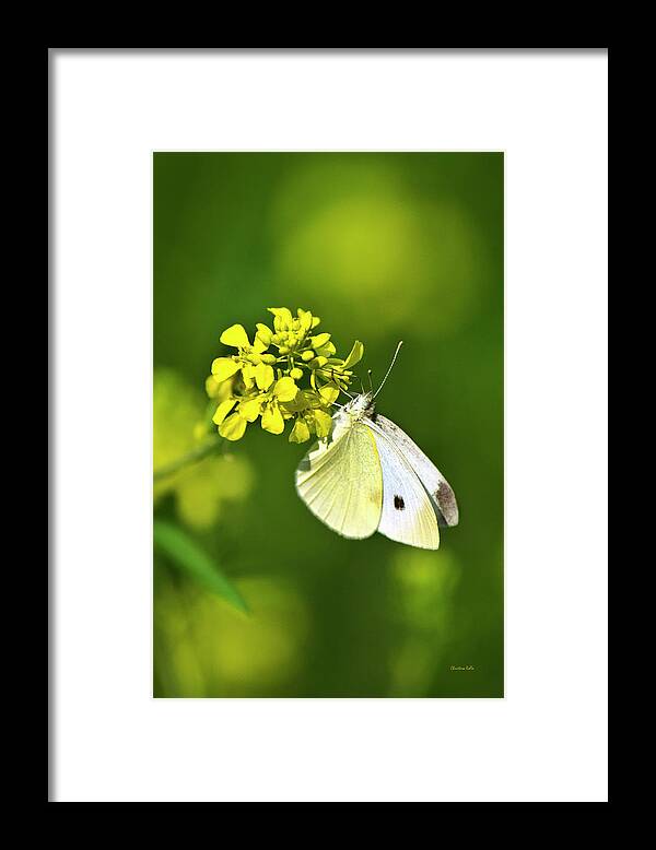 Butterfly Framed Print featuring the photograph White Butterfly On Yellow Flower by Christina Rollo