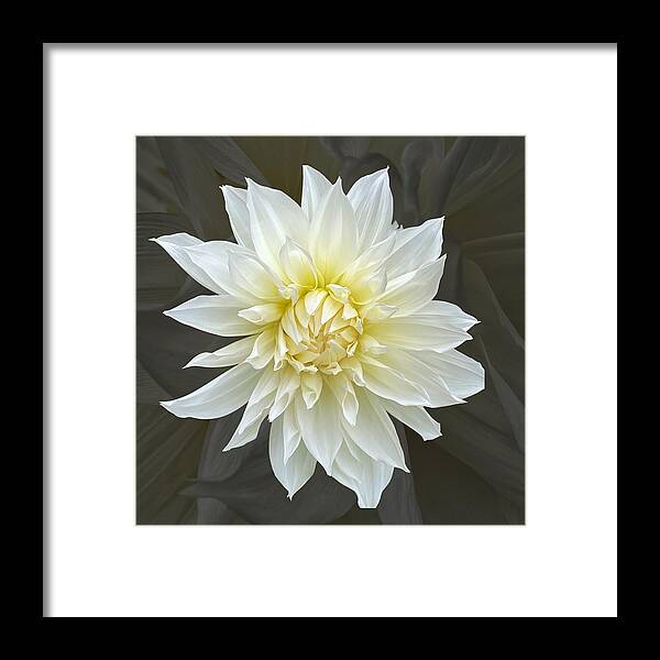 Dahlia Framed Print featuring the photograph White Cactus Dahlia by Jerry Abbott