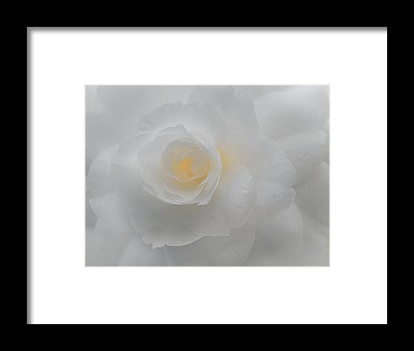 Camellia Framed Print featuring the photograph White Camellia by Sylvia Goldkranz
