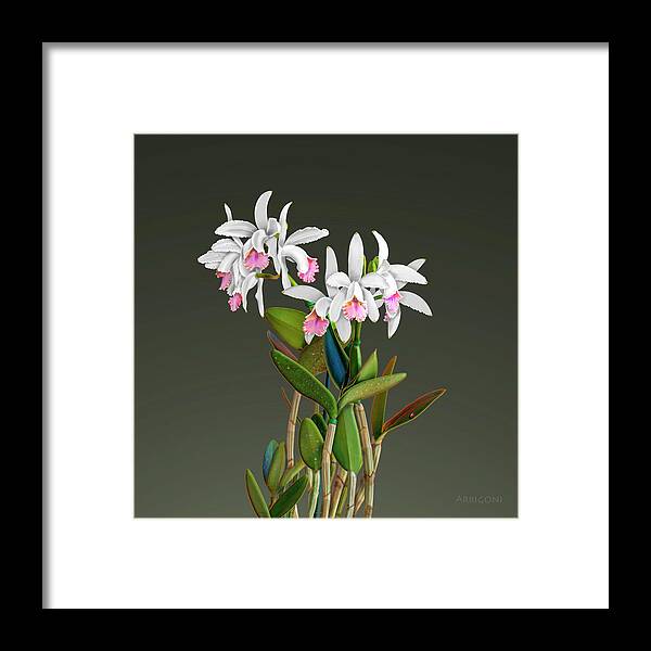 White Cattleya Orchids Framed Print featuring the painting White Cattleya Orchids by David Arrigoni
