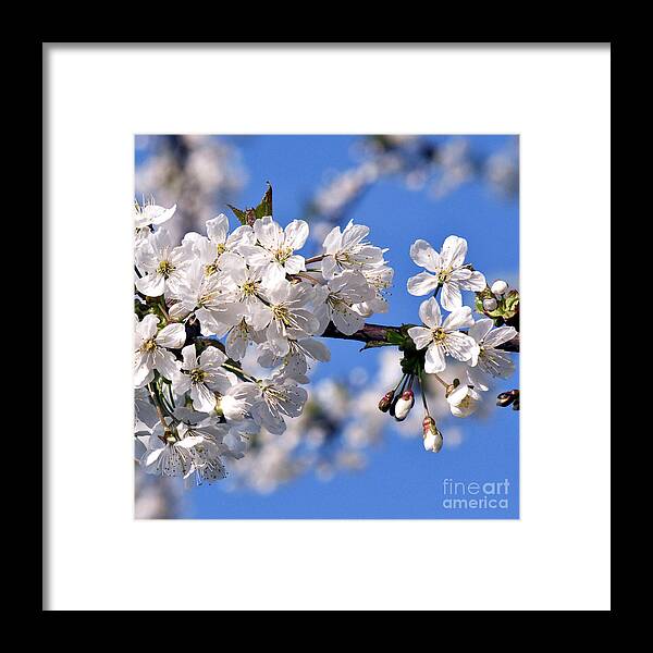 White Cherry Blossoms Framed Print featuring the photograph White Cherry Blossoms by Silva Wischeropp