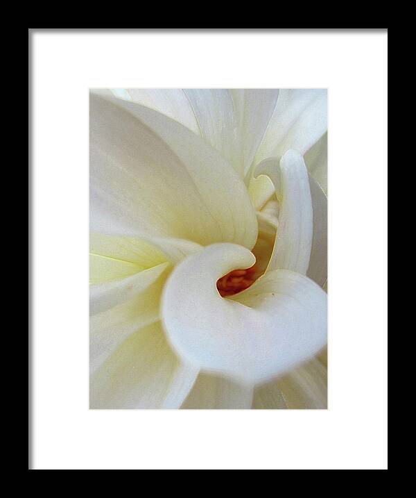 White Framed Print featuring the photograph White Dahlia Study 3 by Laura Davis