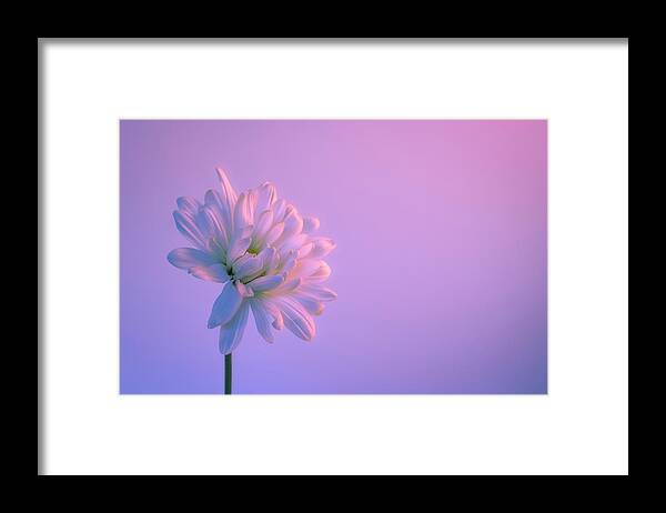 Daisy Framed Print featuring the photograph White Daisy on Lavender Background by Lindsay Thomson