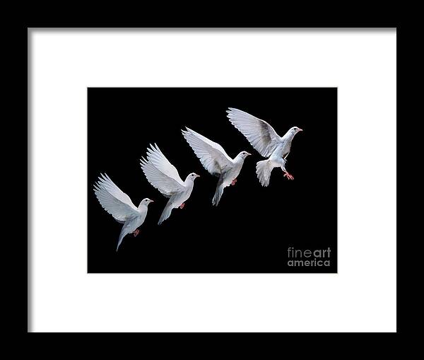Columba Livia Framed Print featuring the photograph White dove in flight multiple exposure 4 on black by Warren Photographic