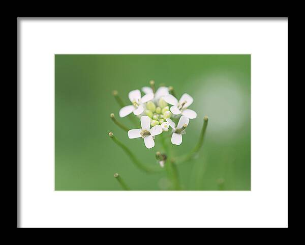 Flower Framed Print featuring the photograph White Flower by Amelia Pearn