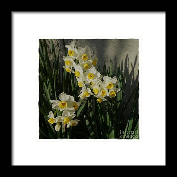 Digital Art Framed Print featuring the photograph White Flowers 7 by Jean Bernard Roussilhe