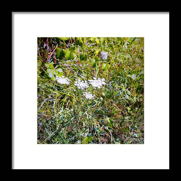White Flowers Framed Print featuring the photograph White Flowers in the Prairie - Square by Frank J Casella