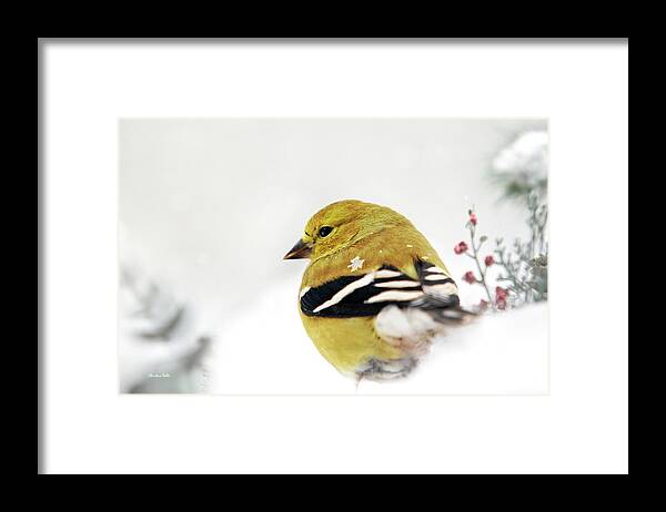 Bird Framed Print featuring the photograph White Gold Goldfinch by Christina Rollo