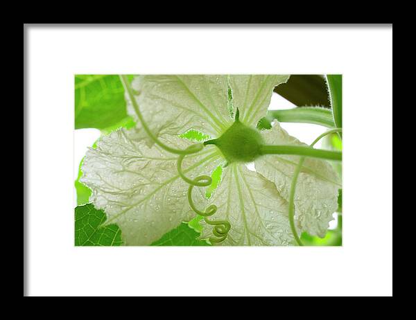 Gourd Flower Framed Print featuring the photograph White Gourd Flower From Below by Iris Richardson
