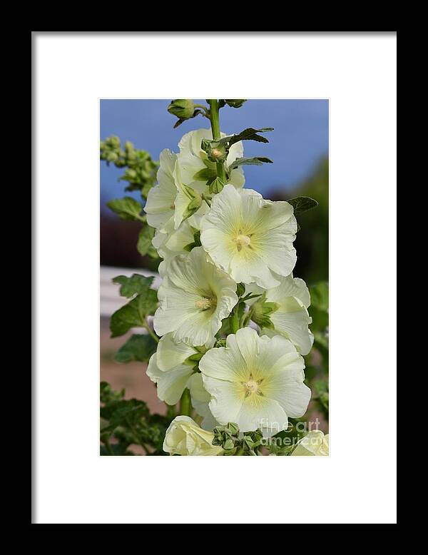 Hollyhock Framed Print featuring the photograph White Hollyhocks Close Up by Carol Groenen