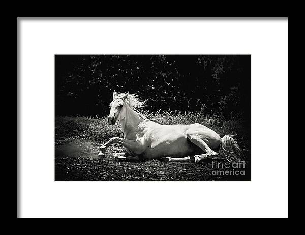 Horse Framed Print featuring the photograph White Horse Laying Down by Dimitar Hristov