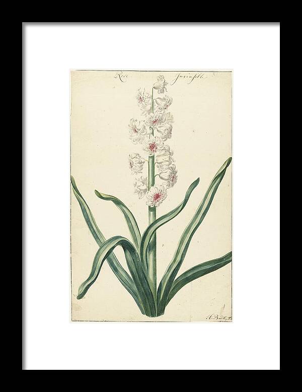 Vintage Framed Print featuring the painting White hyacinth, Hendrik Budde, 1720 by MotionAge Designs