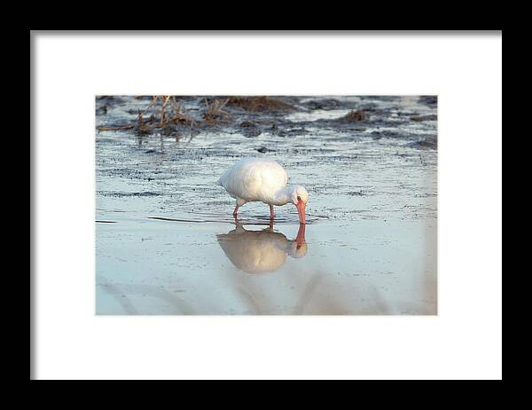 Back Bay Framed Print featuring the photograph White Ibis Reflection by Donna Twiford