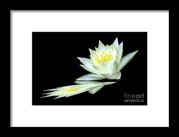 Water Lily; Water Lilies; Lily; Lilies; Flowers; Flower; Floral; Flora; White; Yellow; Black; Reflection; Digital Art; Photography; Painting; Simple; Decorative; Décor; Macro; Close-up Framed Print featuring the photograph White Lily Reflection by Tina Uihlein