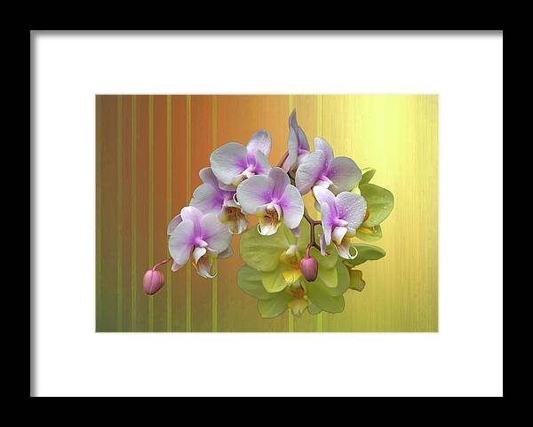 White Moth Orchids Framed Print featuring the photograph White Moth Orchids by Cate Franklyn