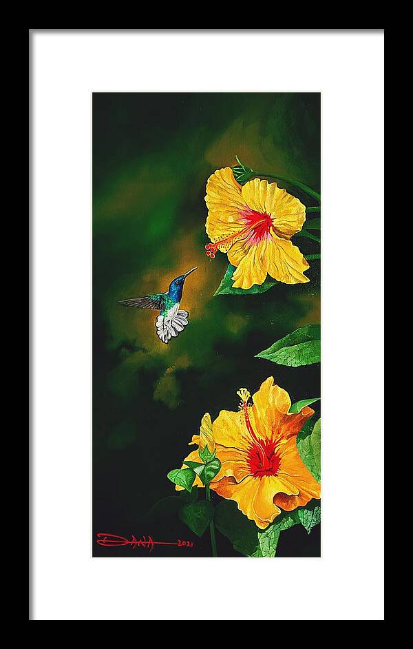Birds Framed Print featuring the painting White Necked Jacobin and Yellow Hibiscus by Dana Newman