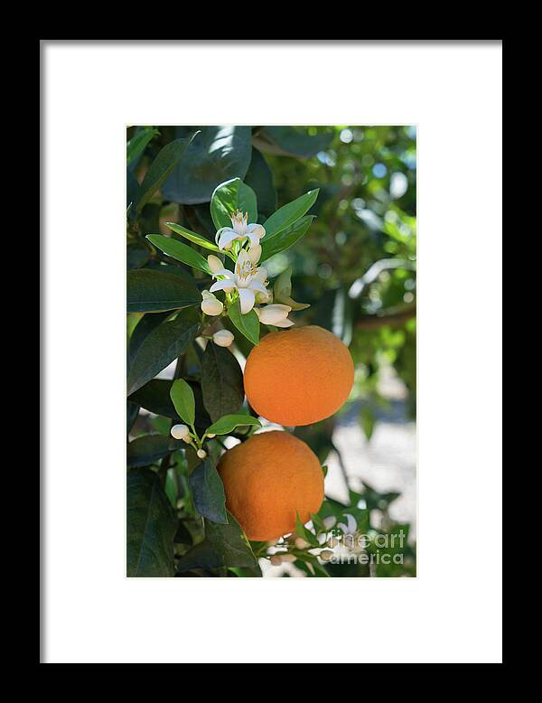 Orange Blossom Framed Print featuring the photograph White orange blossom, fruits and floral beauty in the mediterranean sunlight by Adriana Mueller