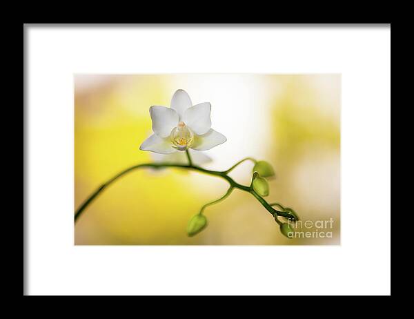 Background Framed Print featuring the photograph White Orchid Flower by Raul Rodriguez