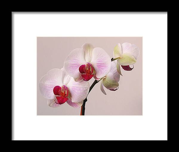 Orchid Framed Print featuring the photograph White Orchid by Juergen Roth