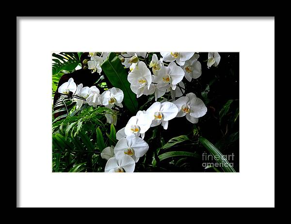 White Phalaenopsis Orchid Photograph Framed Print featuring the photograph White Orchid Parade of Blooms by Expressions By Stephanie