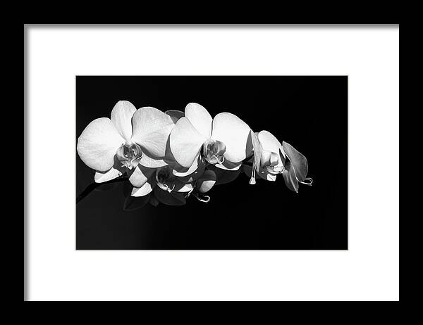 Flower Framed Print featuring the photograph White Orchid Phalaenopsis Amabilis Flower Petal by John Williams
