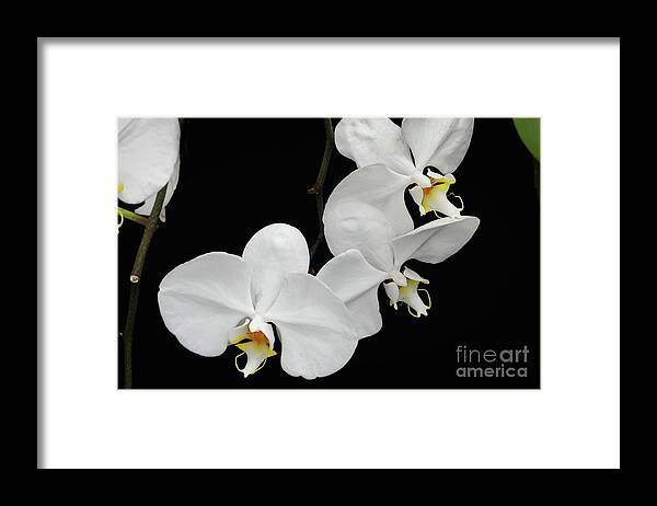 Orchid Framed Print featuring the photograph White Orchid Trio by Amy Dundon