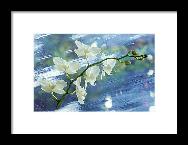 Orchids Framed Print featuring the photograph White Orchids on the Move by Cate Franklyn