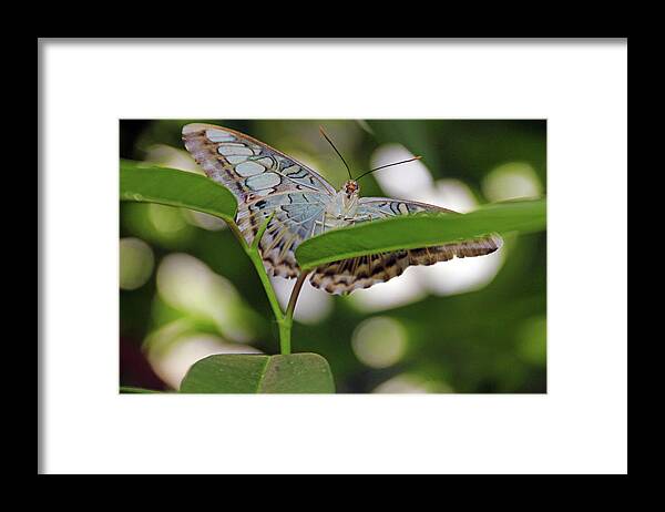 White Framed Print featuring the photograph White Peacock Butterfly by Carolyn Stagger Cokley