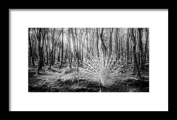 Peacock Framed Print featuring the photograph White Peacock in the Beauty of the Forest in Black and White by Debra and Dave Vanderlaan