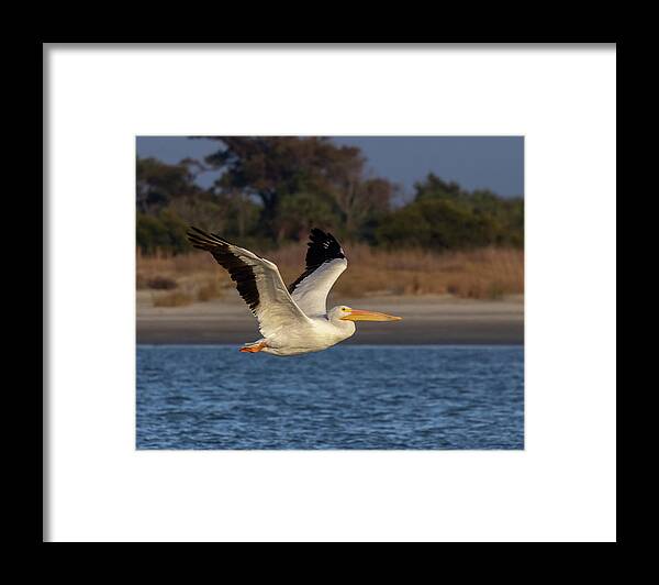 American White Pelican Framed Print featuring the photograph White Pelican in Flight by Patricia Schaefer