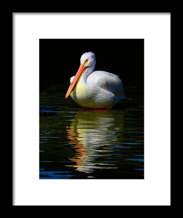 Pelican Framed Print featuring the photograph White Pelican of the Night by Alison Belsan Horton