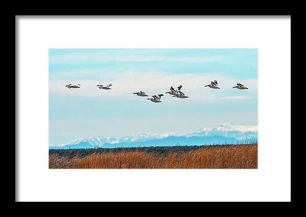 Pelican Framed Print featuring the photograph White Pelicans in flight by Rick Mosher