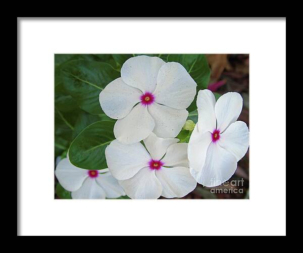 Periwinkle Framed Print featuring the photograph White Periwinkles by D Hackett