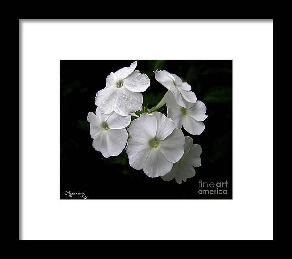 Nature Framed Print featuring the photograph White Phlox by Mariarosa Rockefeller